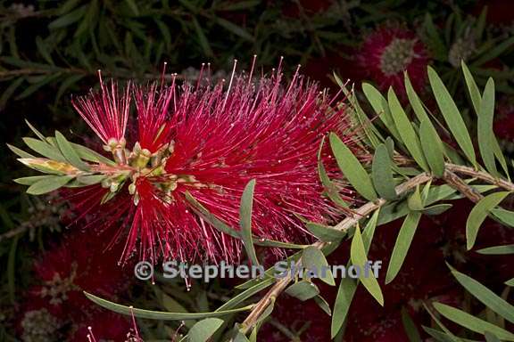 callistemon speciosus 3 graphic